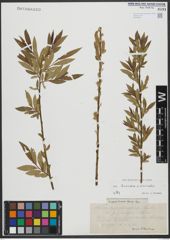 Foto von Salix triandra L. x Salix viminalis L.